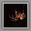 Spider (3)